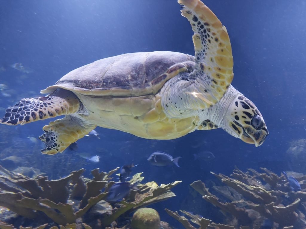Acquario di Valencia Oceanografico 2 tartaruga marina Oceanografico di Valencia