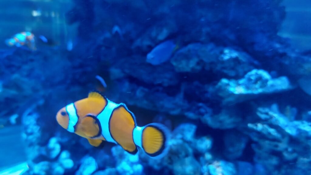 Acquario di Valencia Oceanografico 3 oceanografico pez