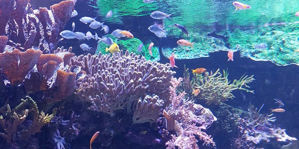 Acquario di Valencia Oceanografico 1 visitar-oceanografico-valencia