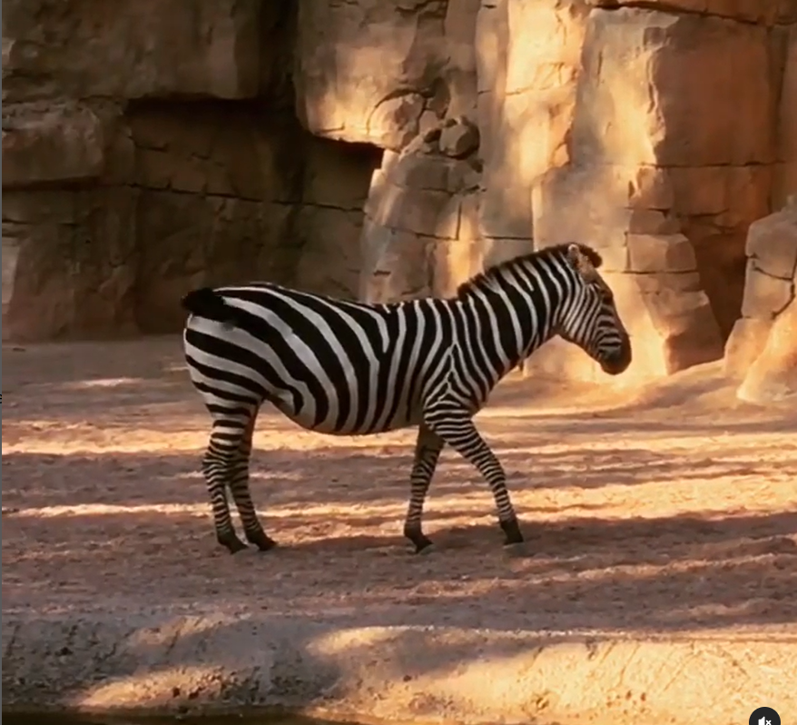 Bioparco di Valencia: lo zoo senza sbarre 4 Zebra al Bioparc di Valencia